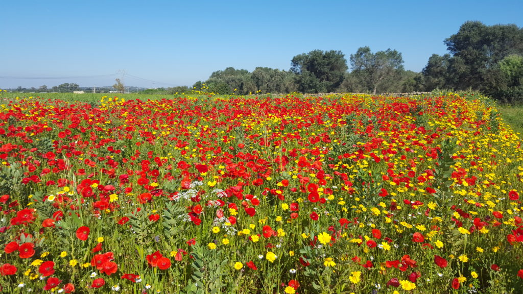 Fiori spontanei