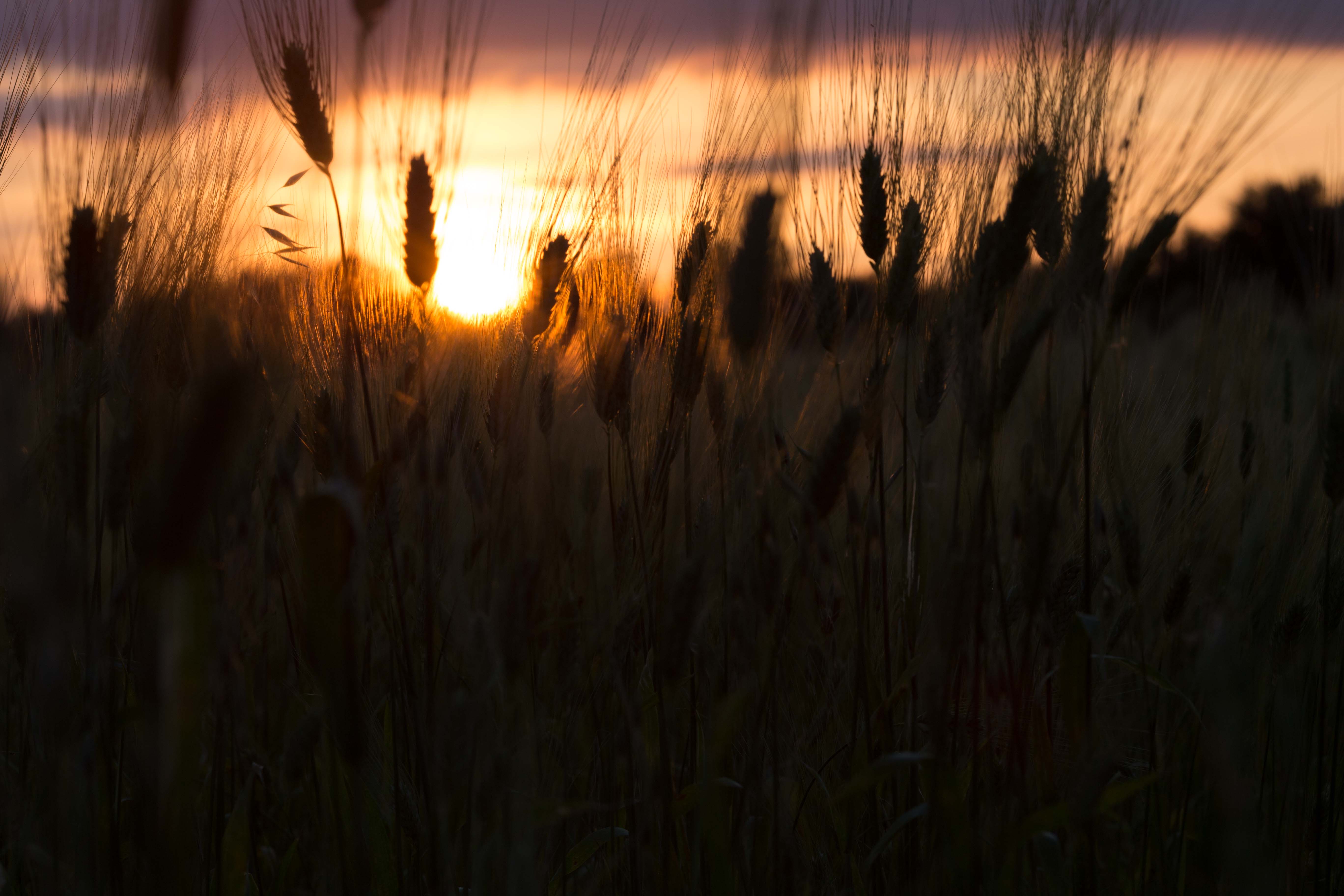 Campo di grano e tramonto