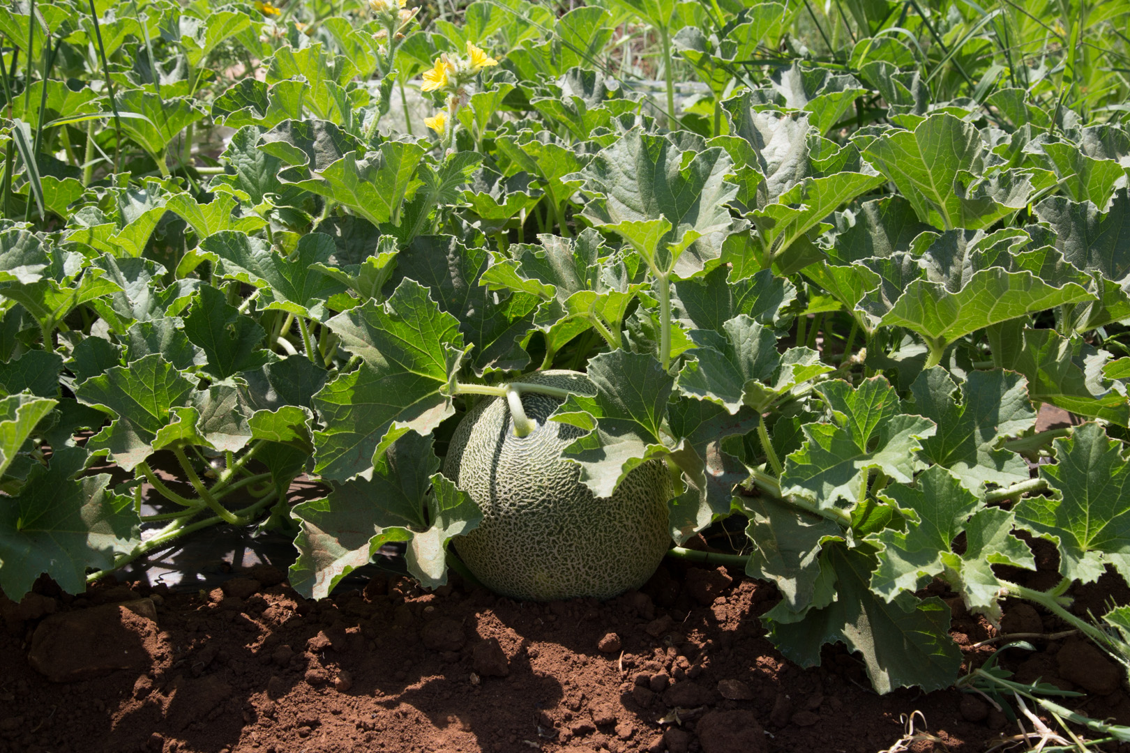 melone giallo in pianta