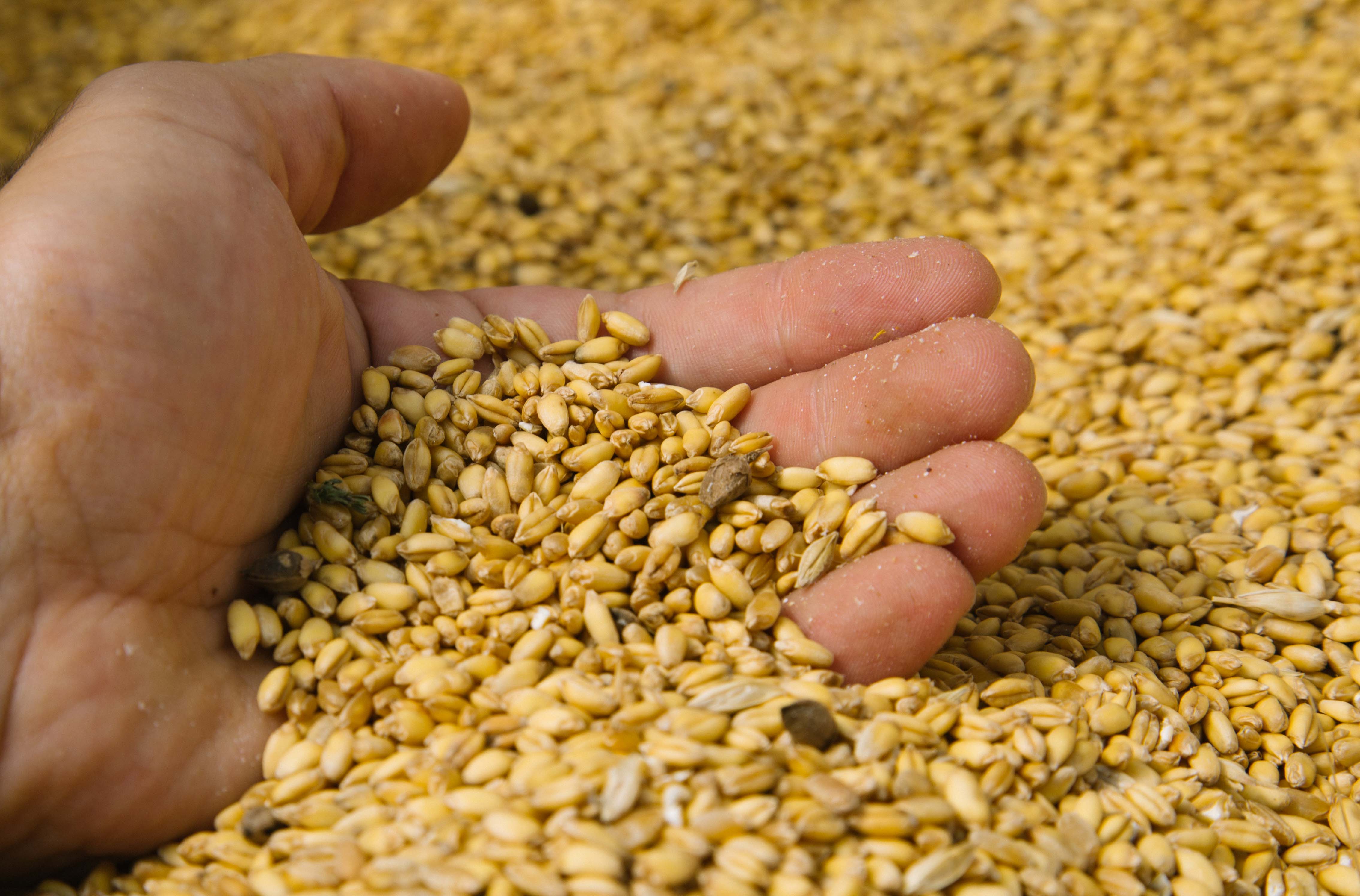 Grano Bio