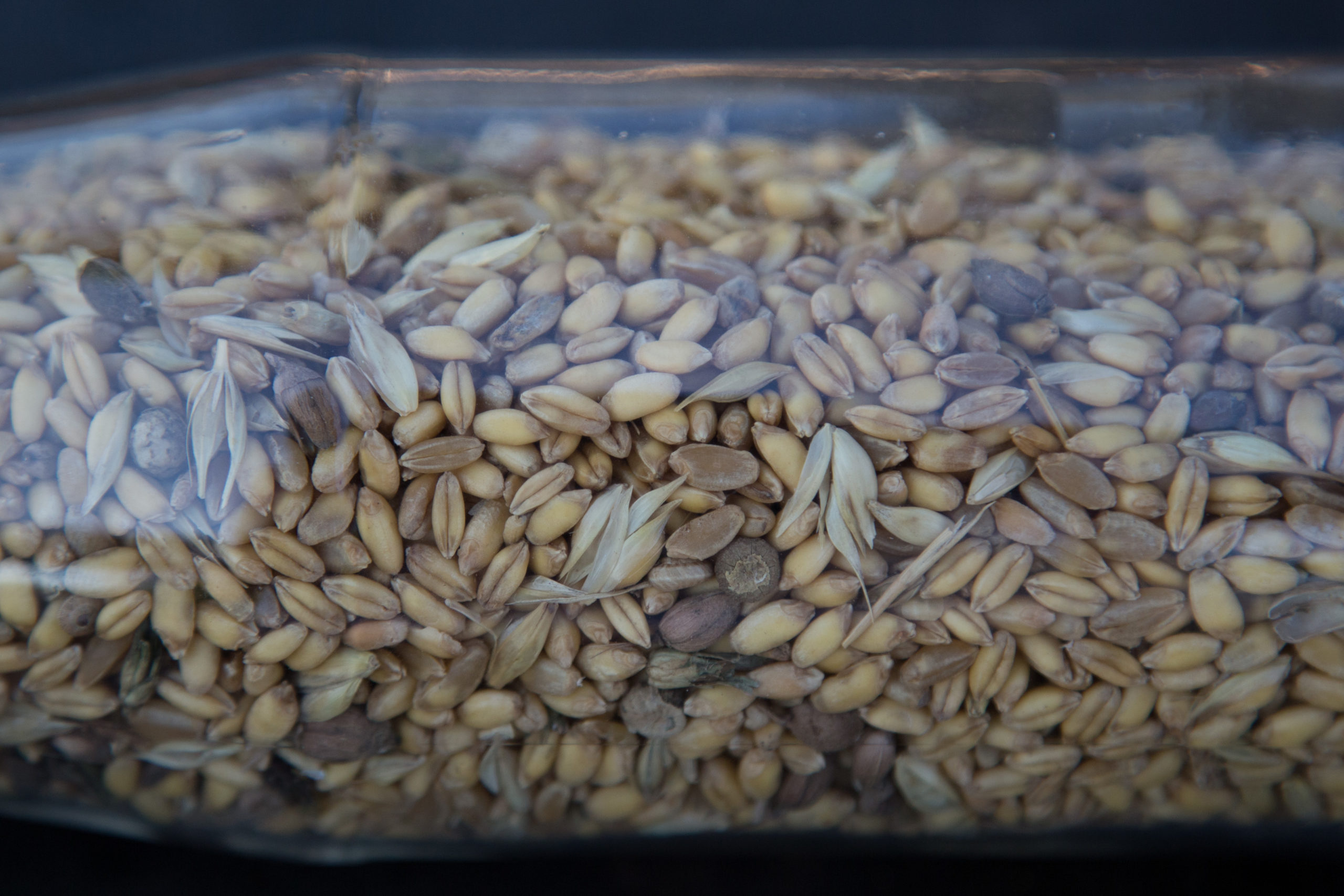 Grano in una bottiglia